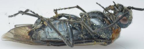 Dolerus sp.